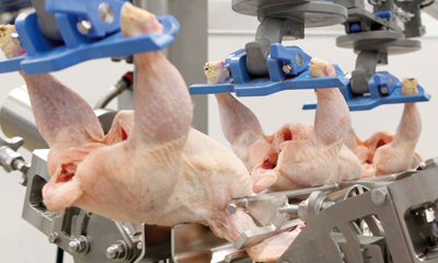 Marel Stork ha desarrollado numerosas innovaciones para el sector avícola, presentadas recientemente en la feria Eurotier 2016. 