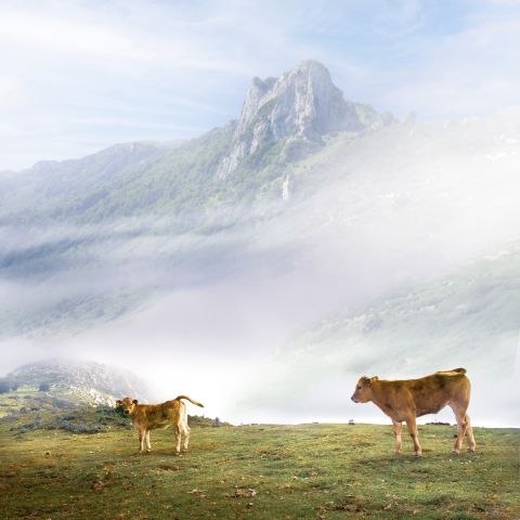 Terneros de Montaña