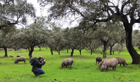 Visita de campo a la DOP Jabugo