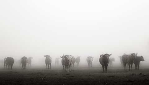 Entre niebla