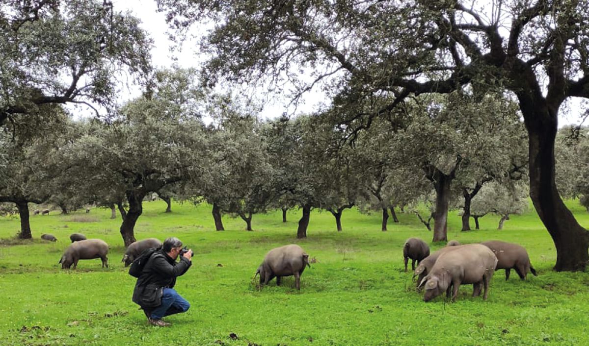 Visita de campo a la DOP Jabugo