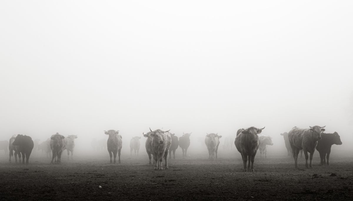 Entre niebla (Autor imagen: David Martín)
