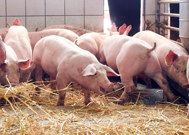 Eurocarne - Tönnies lanza un libro sobre las mejoras en bienestar animal  para la construcción de granjas de porcino