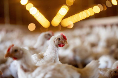 Eurocarne - El Consejo Nacional del Pollo de Estados Unidos actualiza su  guía para el bienestar de los pollos de engorde
