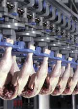 <b>Stork PMT</b> ha lanzado al mercado su nuevo reenganchador automático de pollos. 